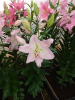 [4214 Jetaime No101.JPG]